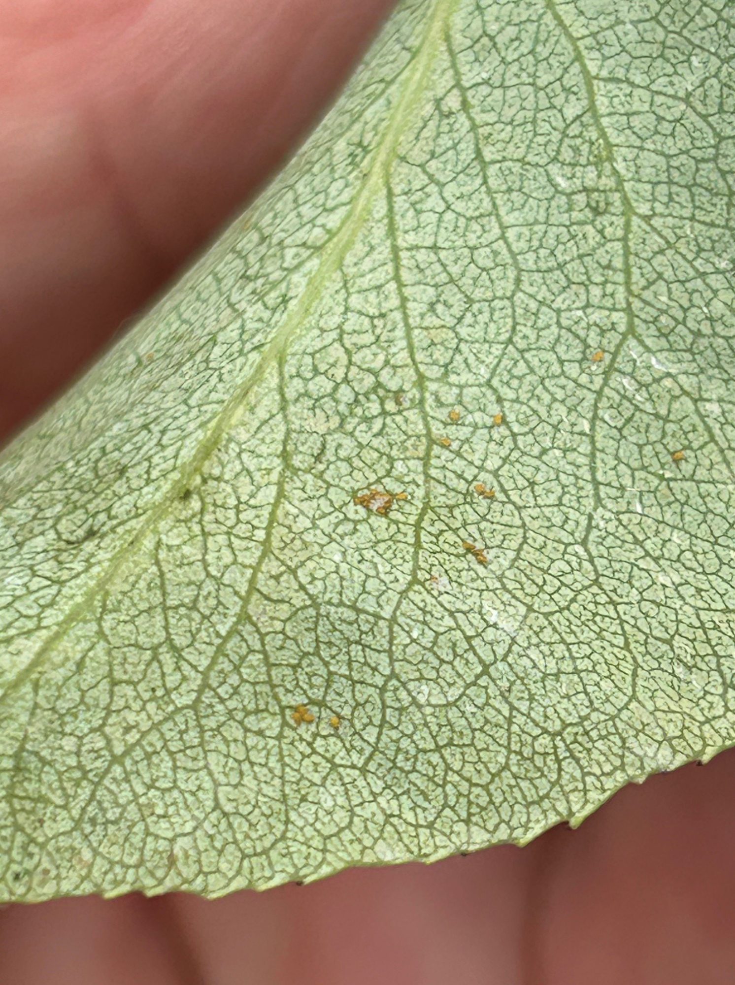 Afbeelding Teeltadvies | roze appel- en perenluis, perenbladvlo en bladvoeding