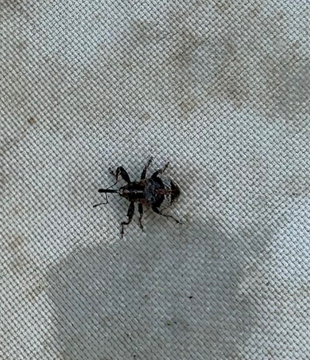 Afbeelding Teeltadvies | Perenknopkever, perenbladvlo en bladbemesting na de oogst