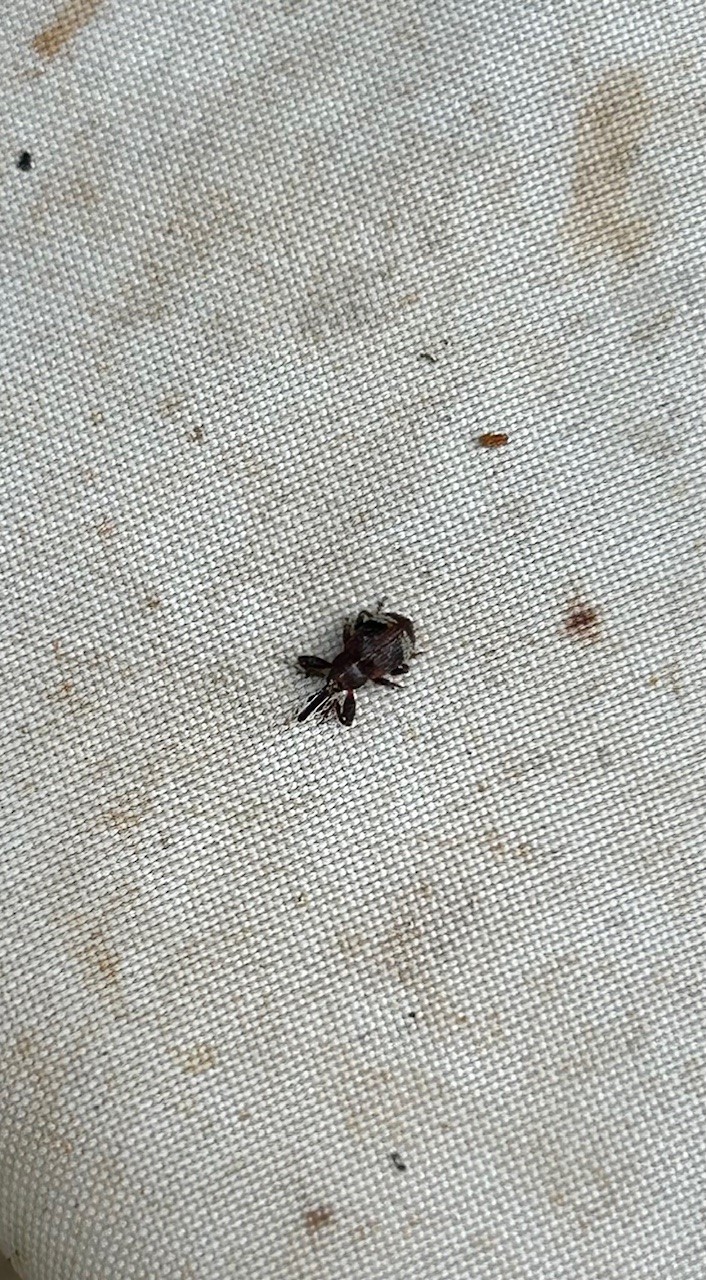 Afbeelding Teeltadvies | onkruid, perenknopkever en schildwants