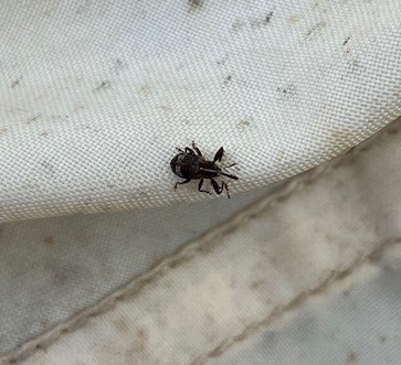 Afbeelding Teeltadvies | Perenknopkever, perenbladvlo en bladbemesting na de oogst