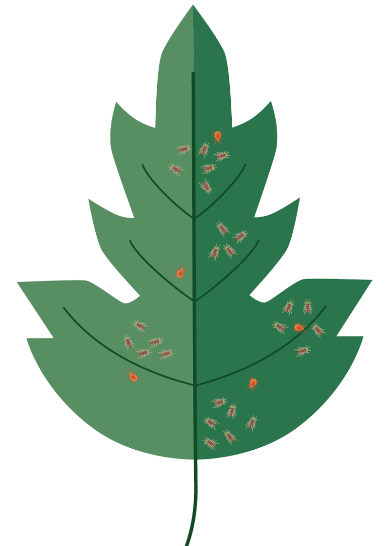 Afbeelding Zo herkent u de belangrijkste plaaginsecten