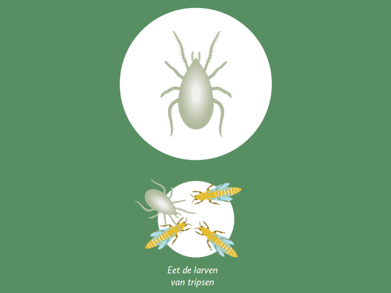 Afbeelding Zo herkent u de belangrijkste plaaginsecten