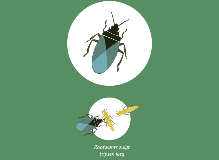 Afbeelding Zo herkent u de belangrijkste plaaginsecten