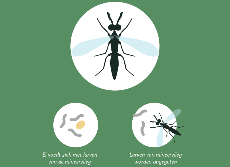 Afbeelding Zo herkent u de belangrijkste plaaginsecten