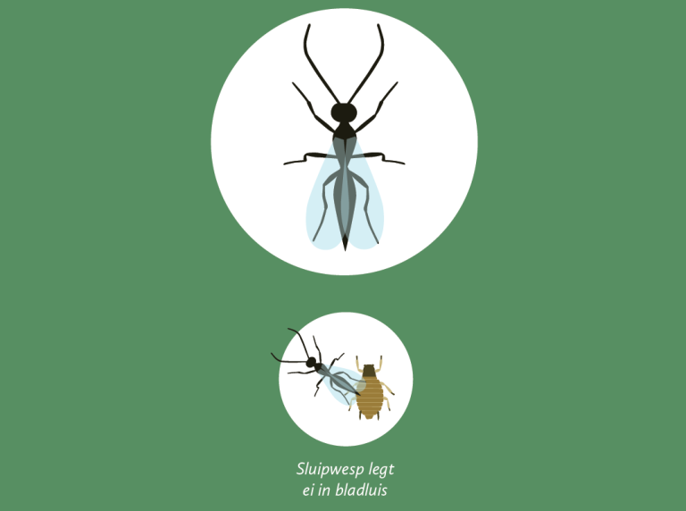 Afbeelding Zo herkent u de belangrijkste plaaginsecten