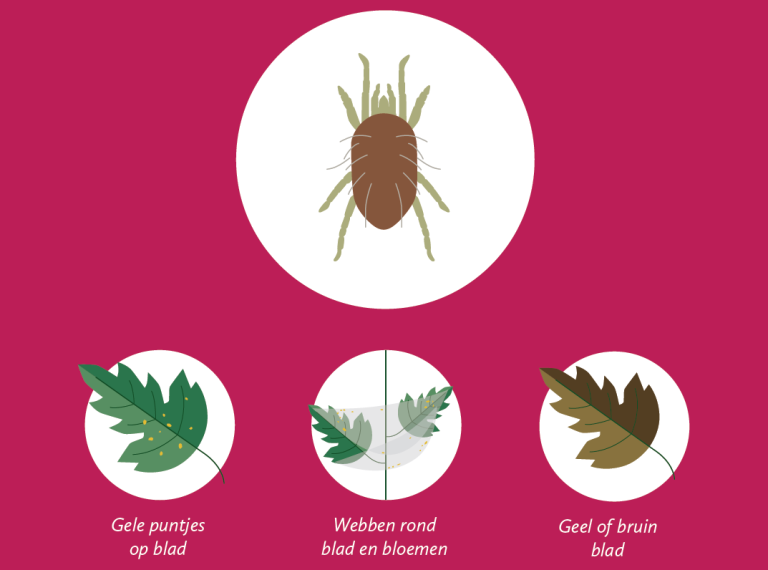 Afbeelding Zo herkent u de belangrijkste plaaginsecten