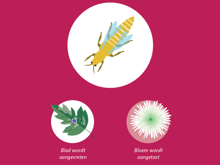 Afbeelding Zo herkent u de belangrijkste plaaginsecten