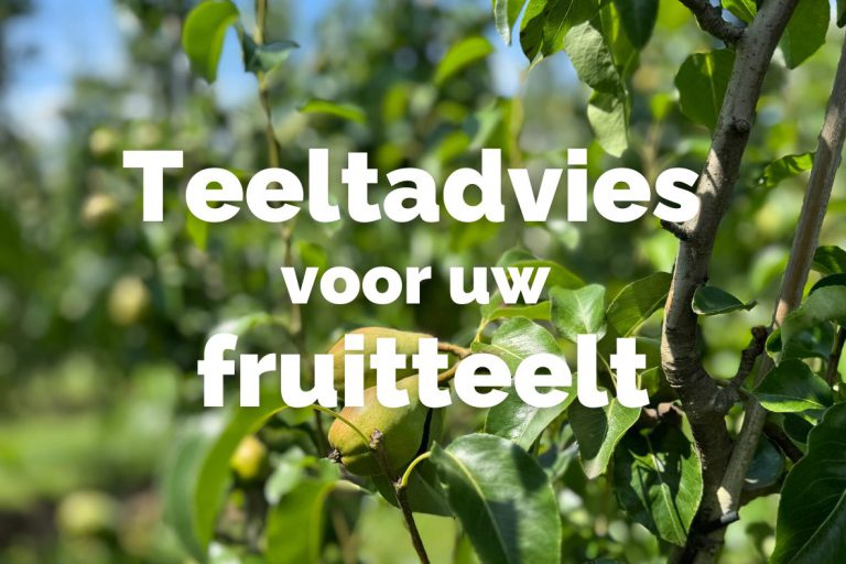 Afbeelding Teeltadvies | bemestingsruimte en bodemverbetering