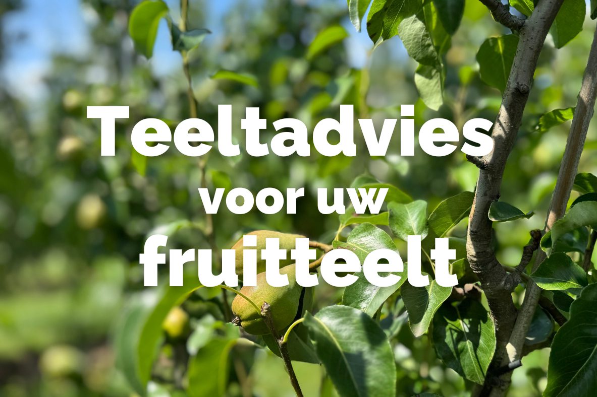 Afbeelding Teeltadvies | bemestingsruimte en bodemverbetering