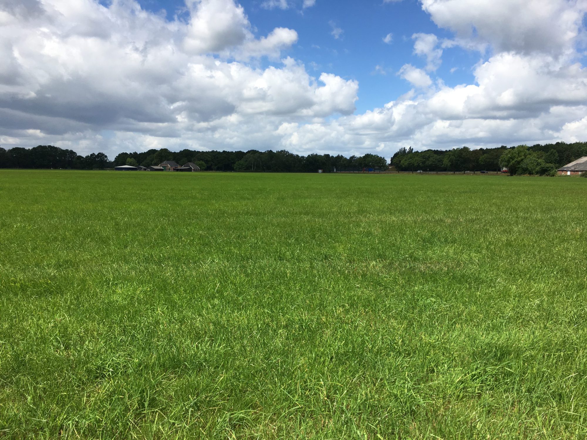 Afbeelding Betere ruwvoeropname start met de juiste bemesting