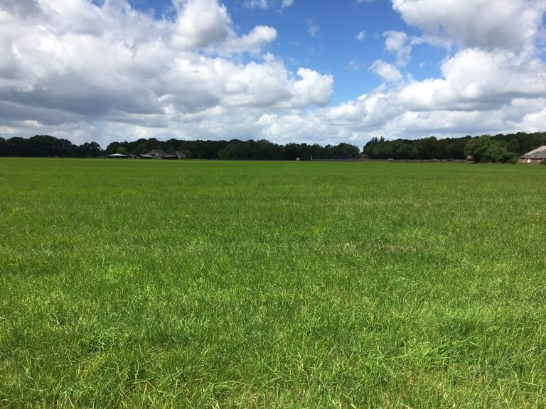 Afbeelding Betere ruwvoeropname start met de juiste bemesting