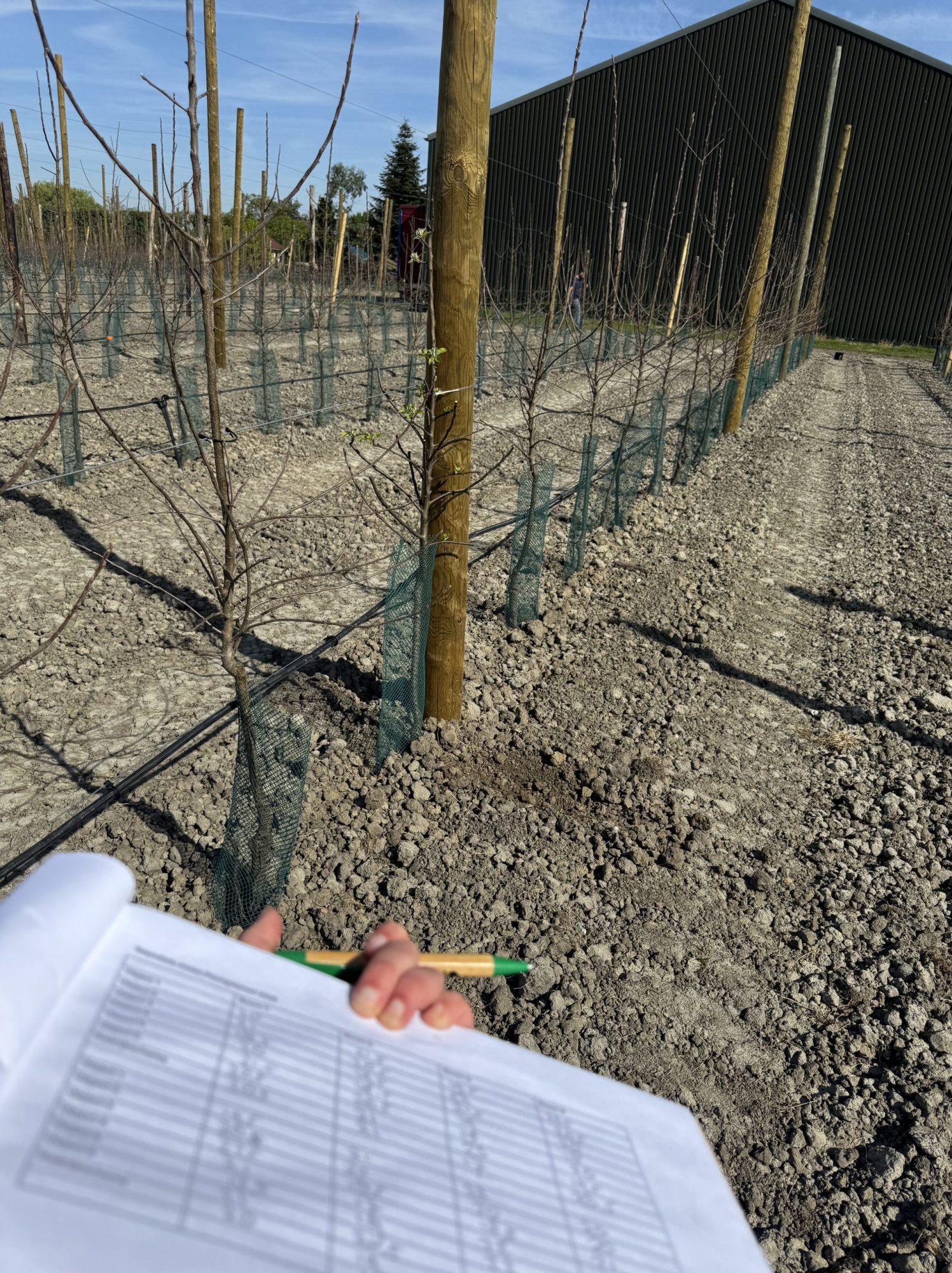 Afbeelding Plantgatproef bij appels