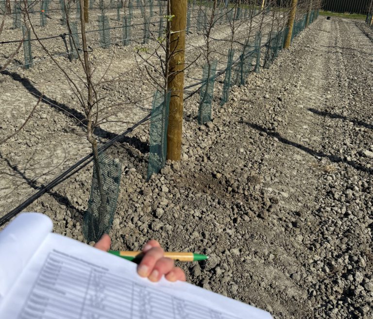 Afbeelding Teeltadvies | start nieuwe aanplant