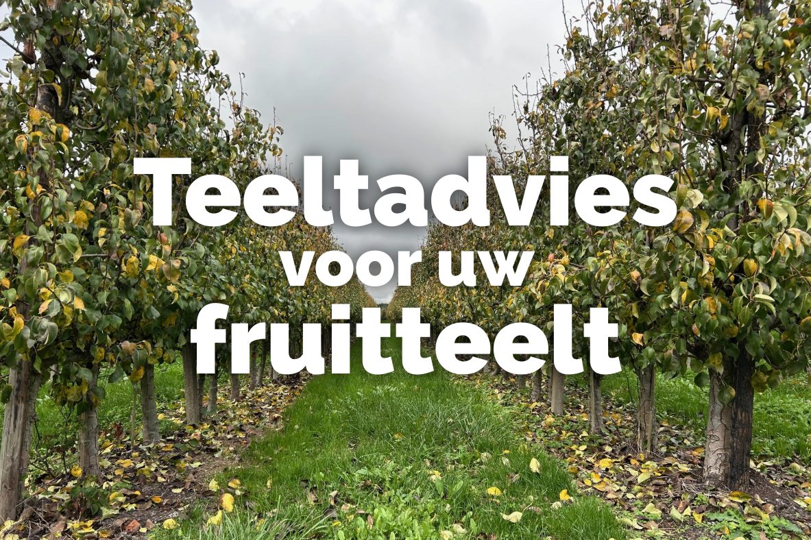 Afbeelding Teeltadvies | start nieuwe aanplant