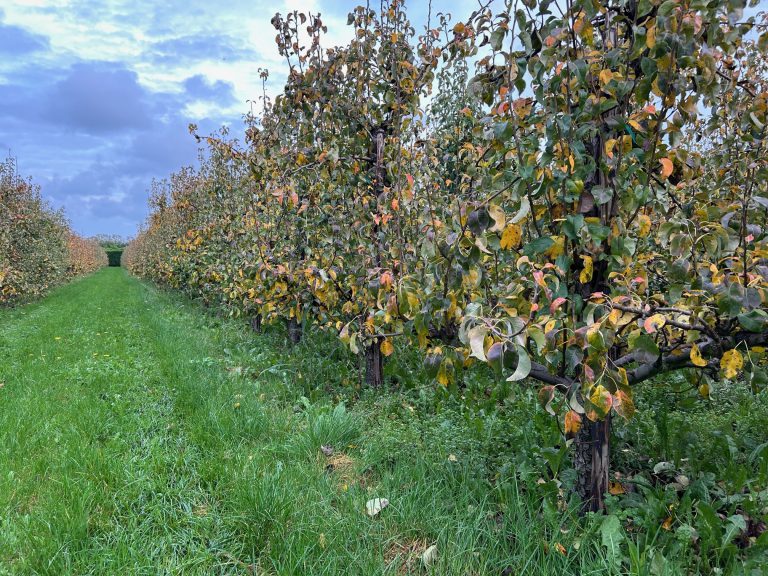 Afbeelding Teeltadvies | vruchtboomkanker en bodemverbetering