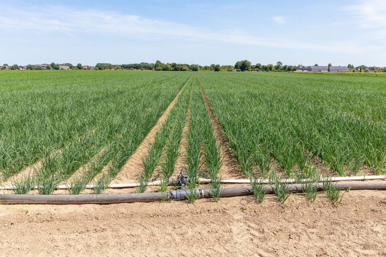 Afbeelding Pootgoedrassen vragen om verschillende strategieën