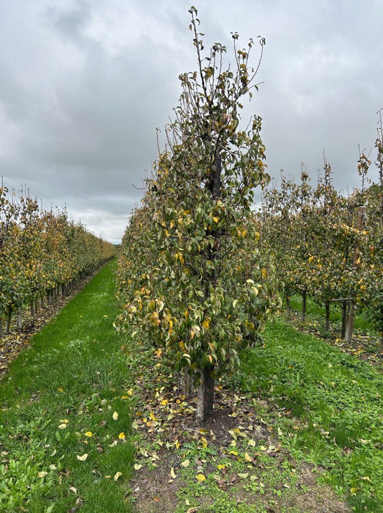 Afbeelding Teeltadvies | minerale samenstelling conference en bevorderen bladval