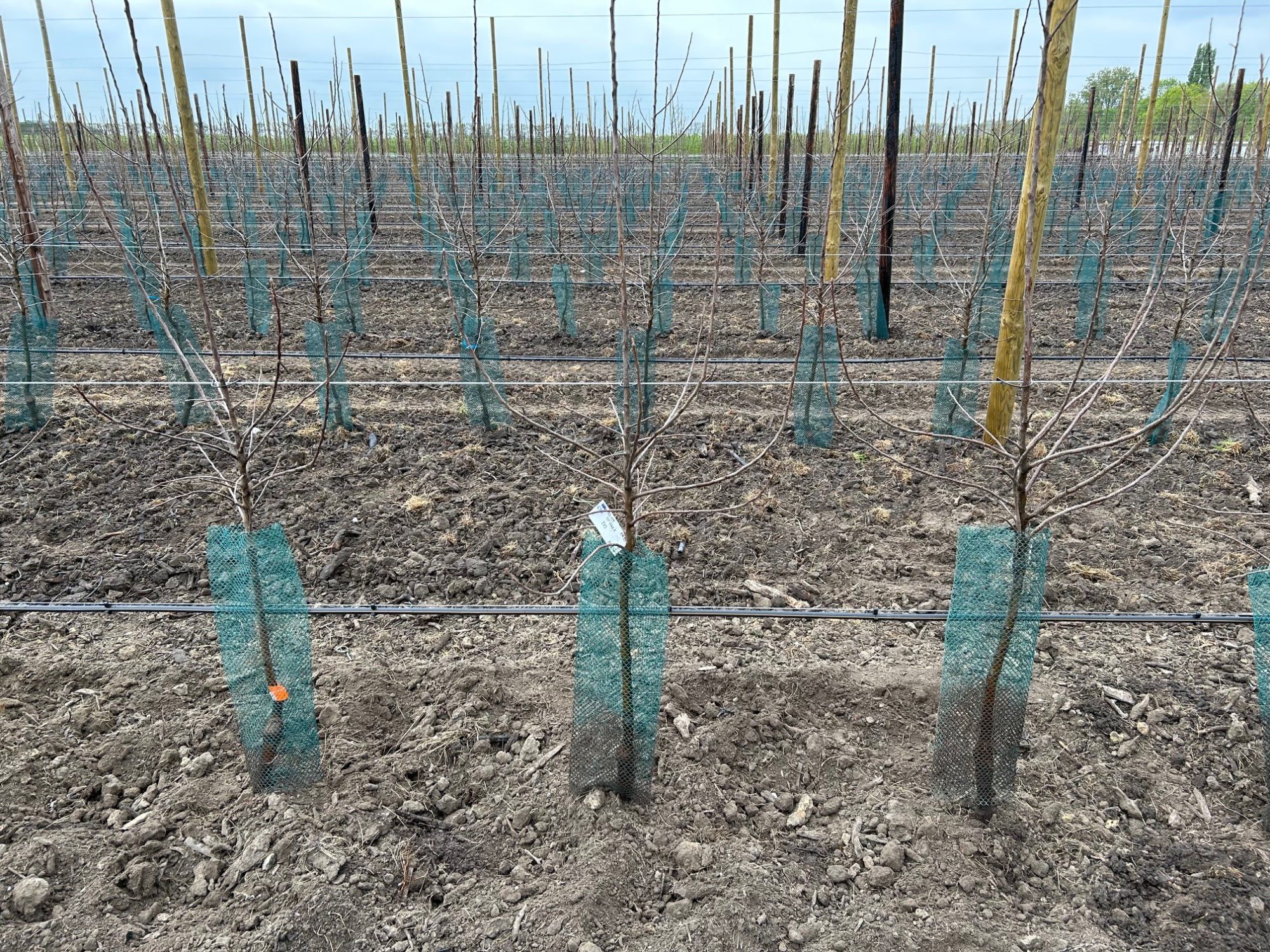 Afbeelding Teeltadvies | bemestingsruimte en bodemverbetering