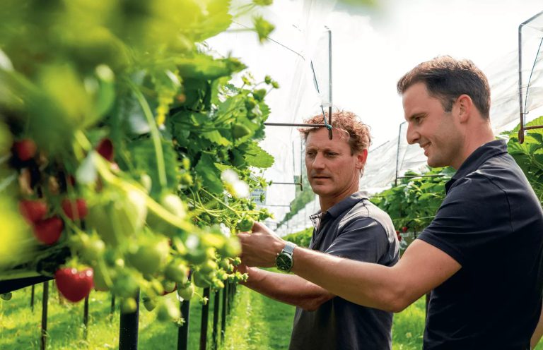 Afbeelding Ketenbreed CO2 reduceren in aardbeienteelt