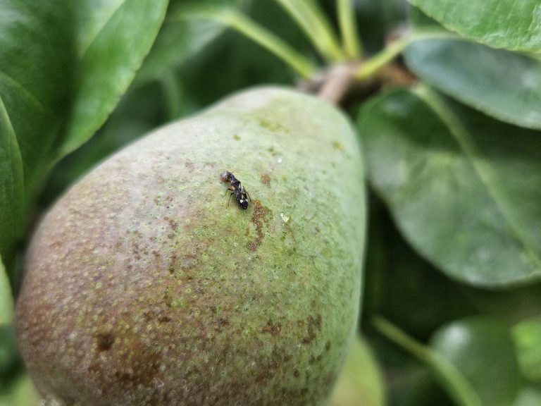 Afbeelding Fruitteeltvakbeurs