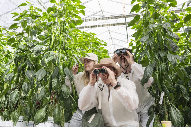 Afbeelding Paprikadag