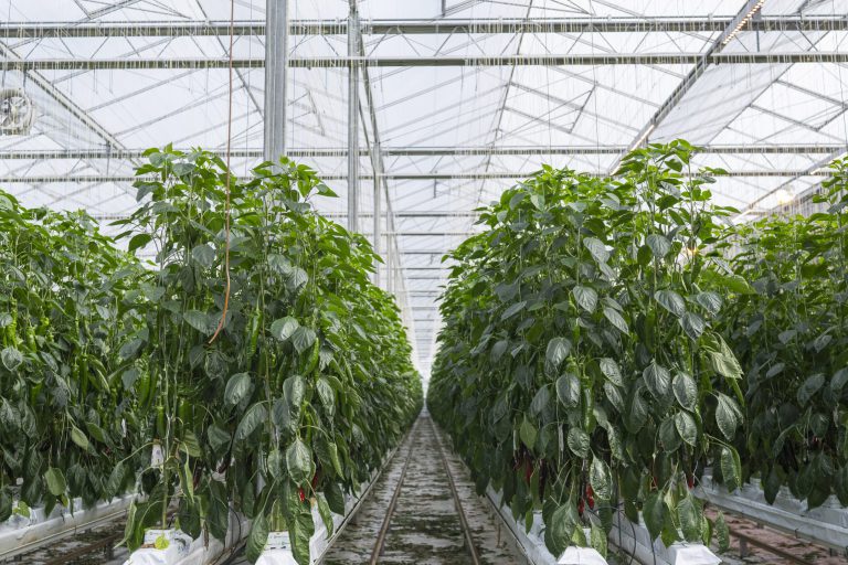 Afbeelding Paprikadag