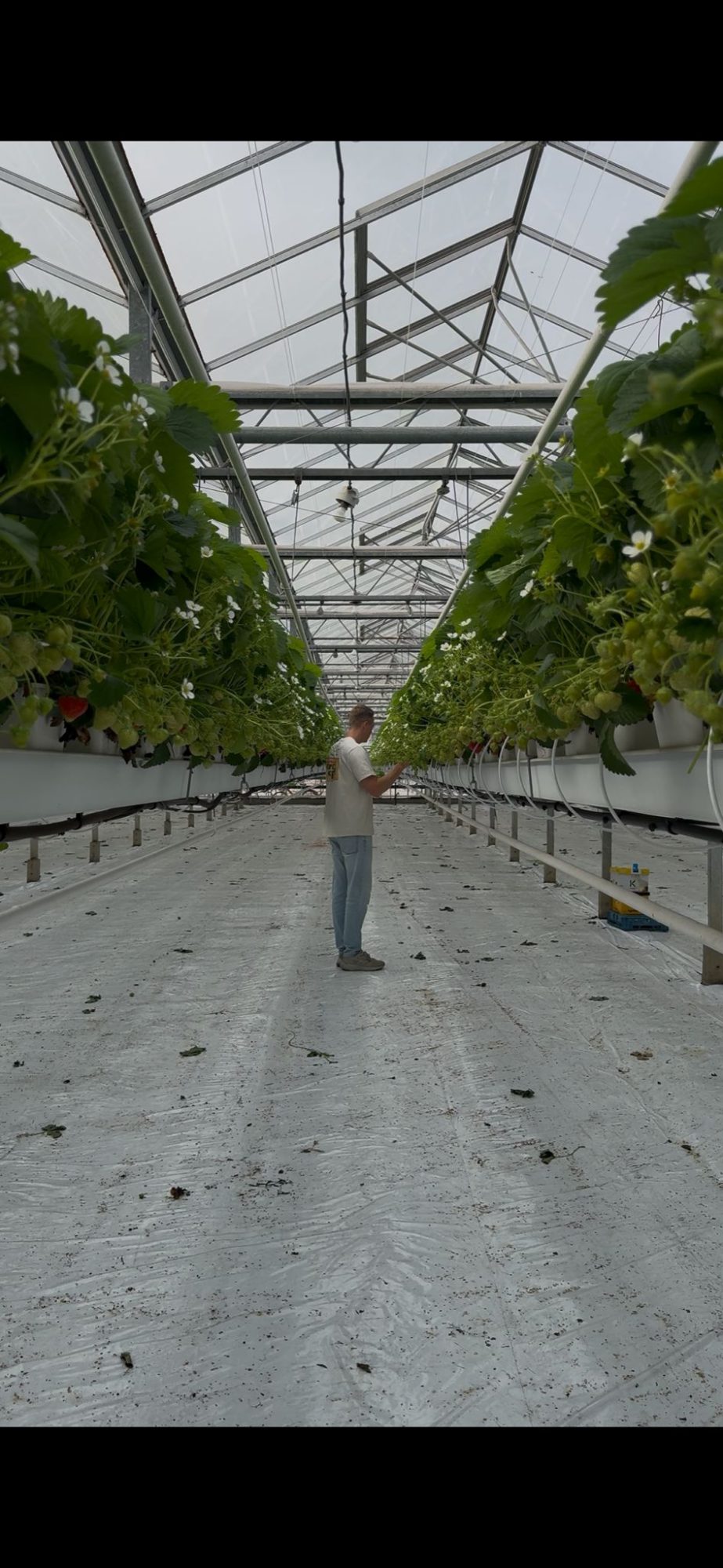 Afbeelding Video | Siligreen in aardbeien