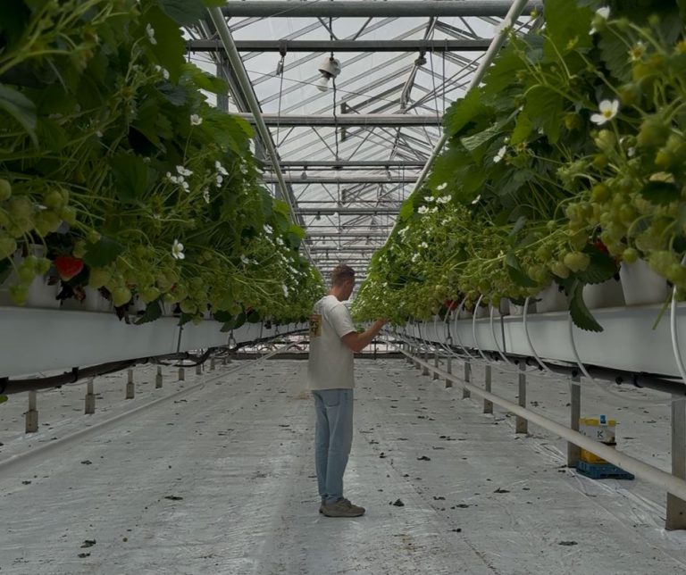 Afbeelding Video | Siligreen in aardbeien