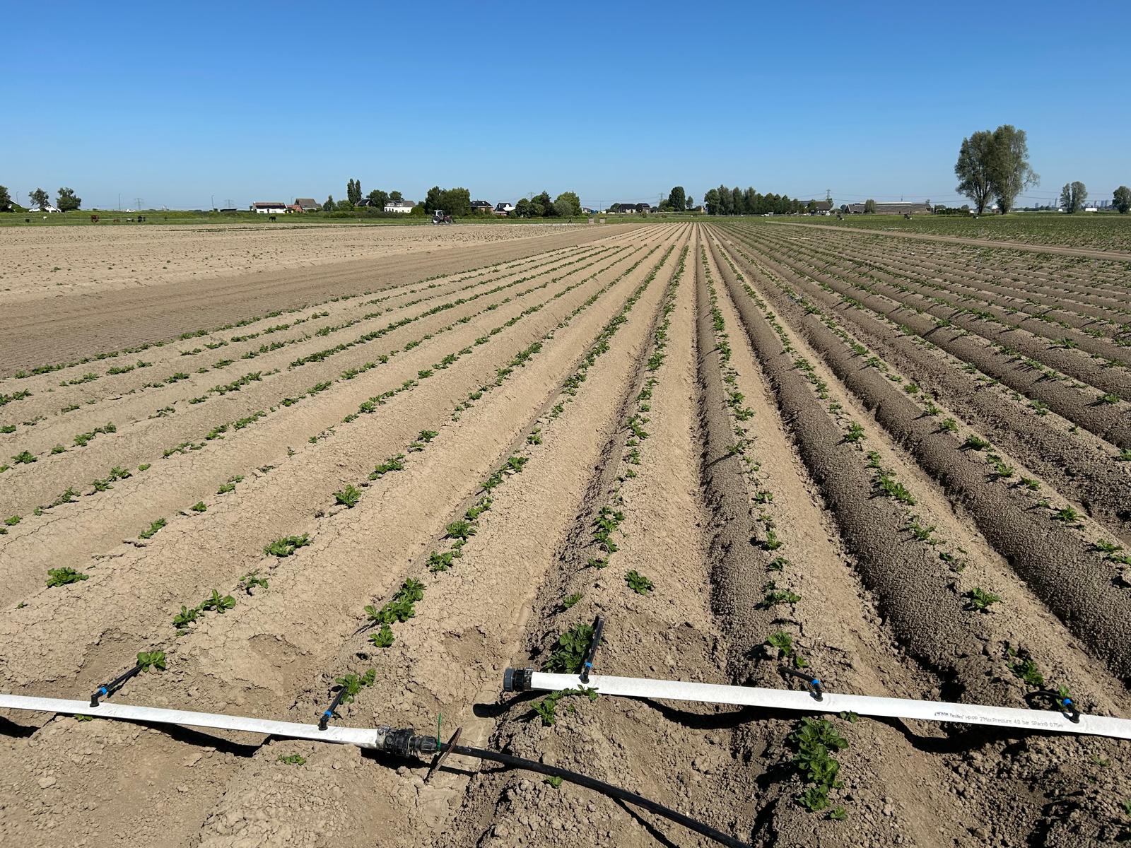 Afbeelding Pootgoedrassen vragen om verschillende strategieën