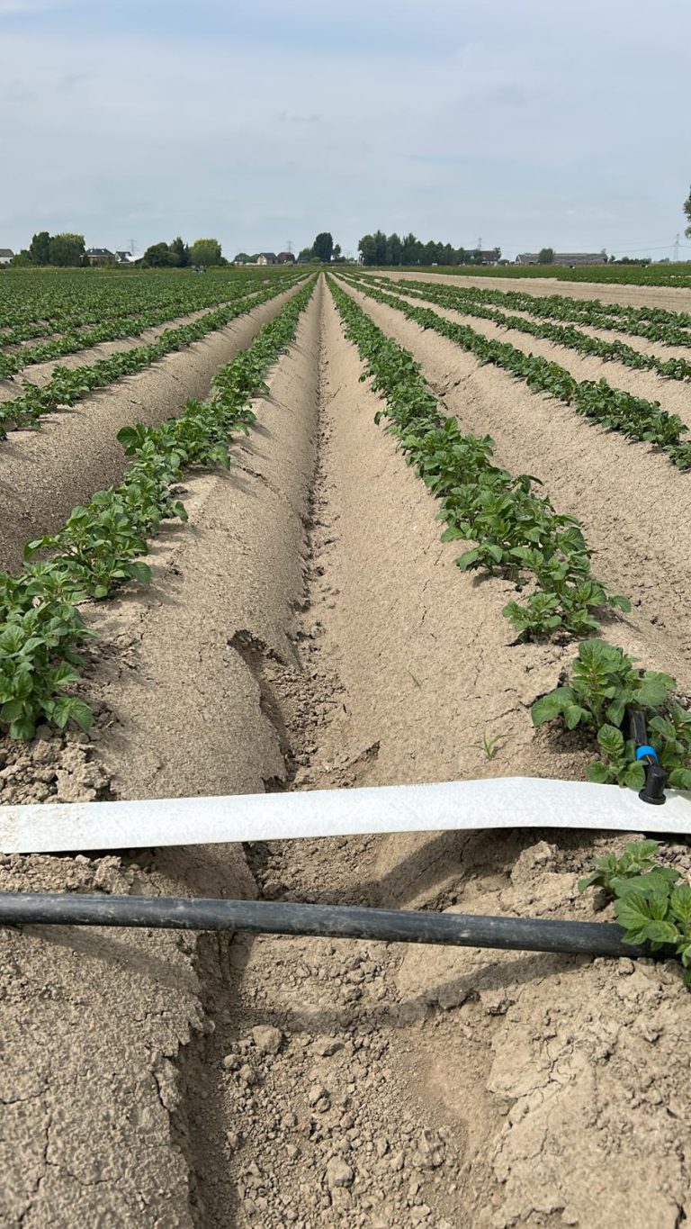 Afbeelding Pootgoedrassen vragen om verschillende strategieën