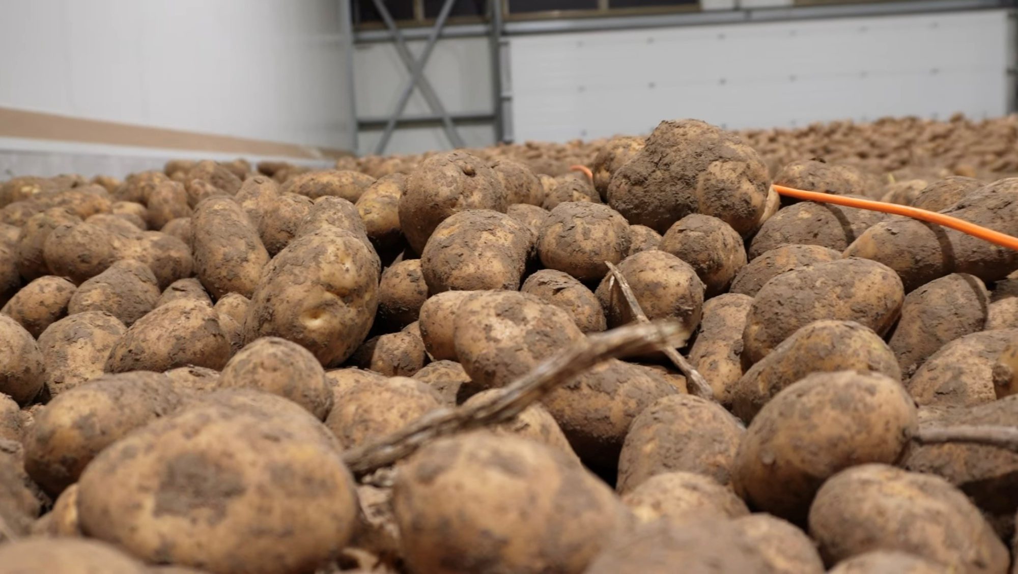 Afbeelding Hoe bewaart u aardappelen na een droog seizoen