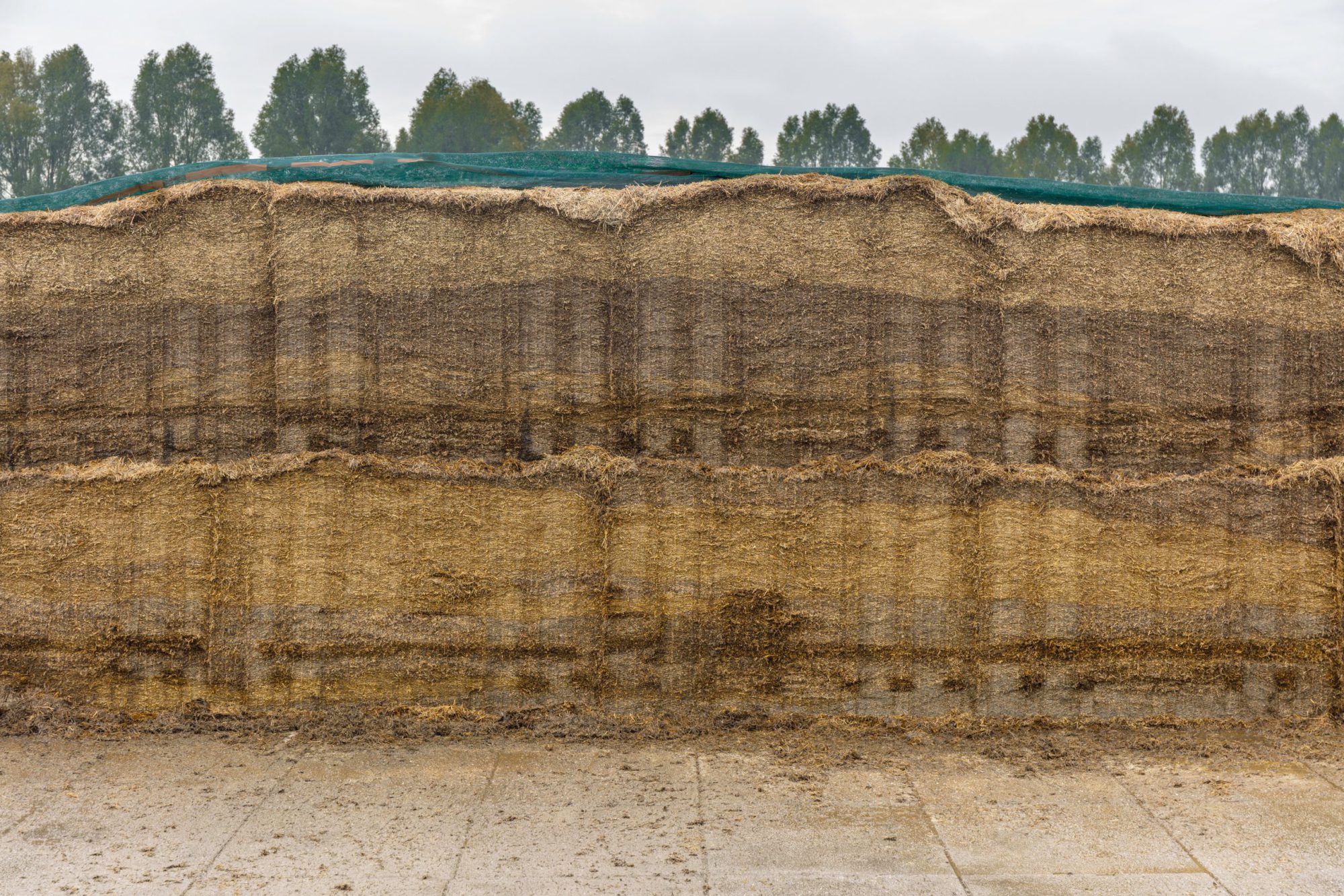 Afbeelding Wat zegt een ruwvoeranalyse over bemesting en inkuilen?