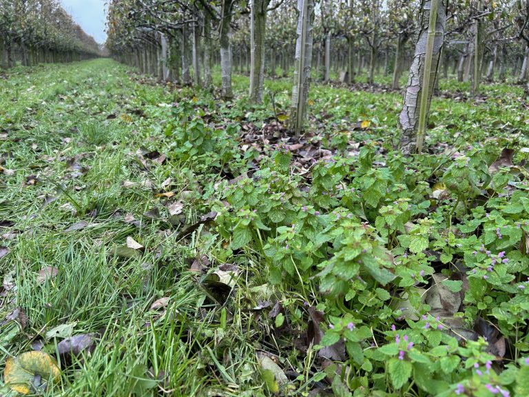 Afbeelding Teeltadvies | onkruidbestrijding in het najaar