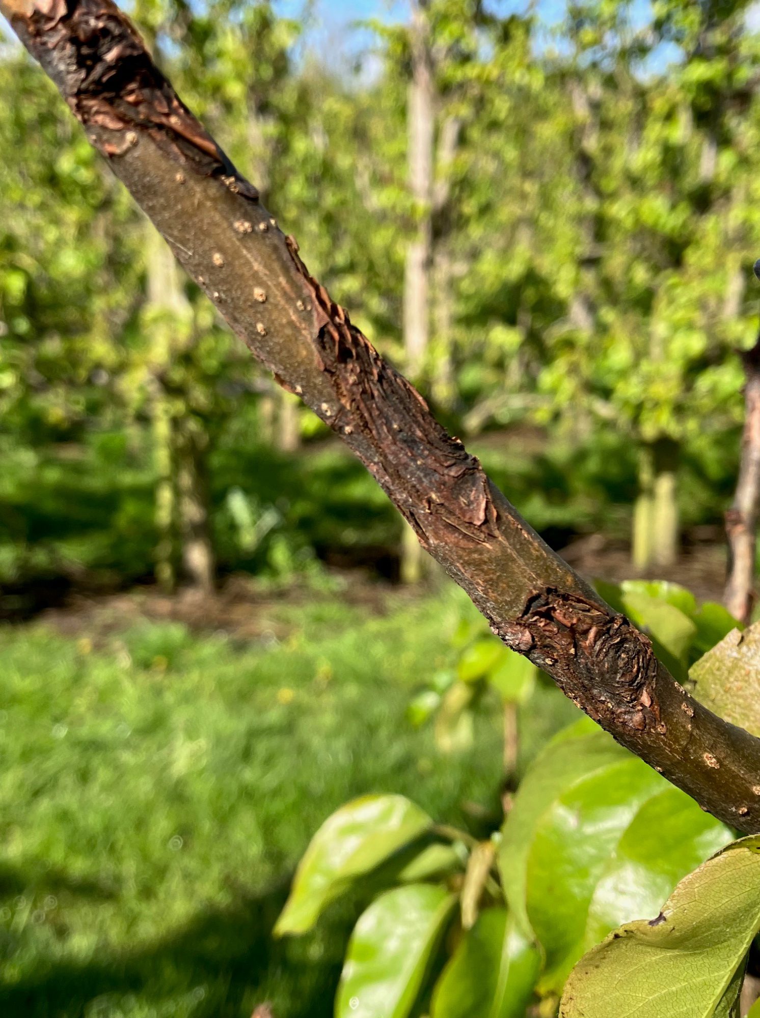 Afbeelding Teeltadvies | vruchtboomkanker