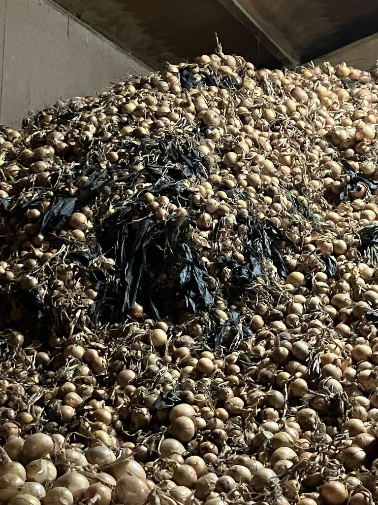 Afbeelding Resultaten fertigatieproef in uien op de Rusthoeve