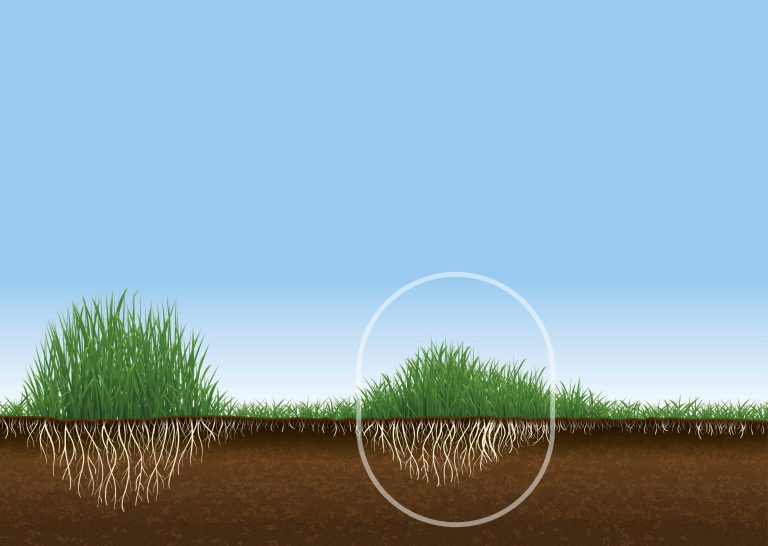 Afbeelding Voed uw gras voor de eiwitproductieperiode