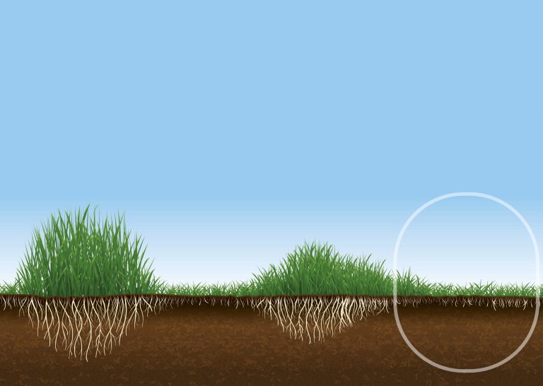 Afbeelding Houd het gras vitaal in de winterperiode