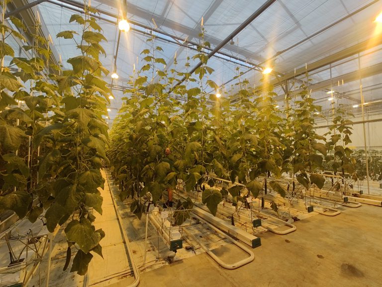 Afbeelding Toekomst van echte meeldauwbestrijding: Groene middelen in de komkommerteelt