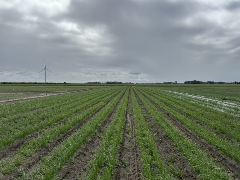 Afbeelding Resultaten fertigatieproef in uien op de Rusthoeve