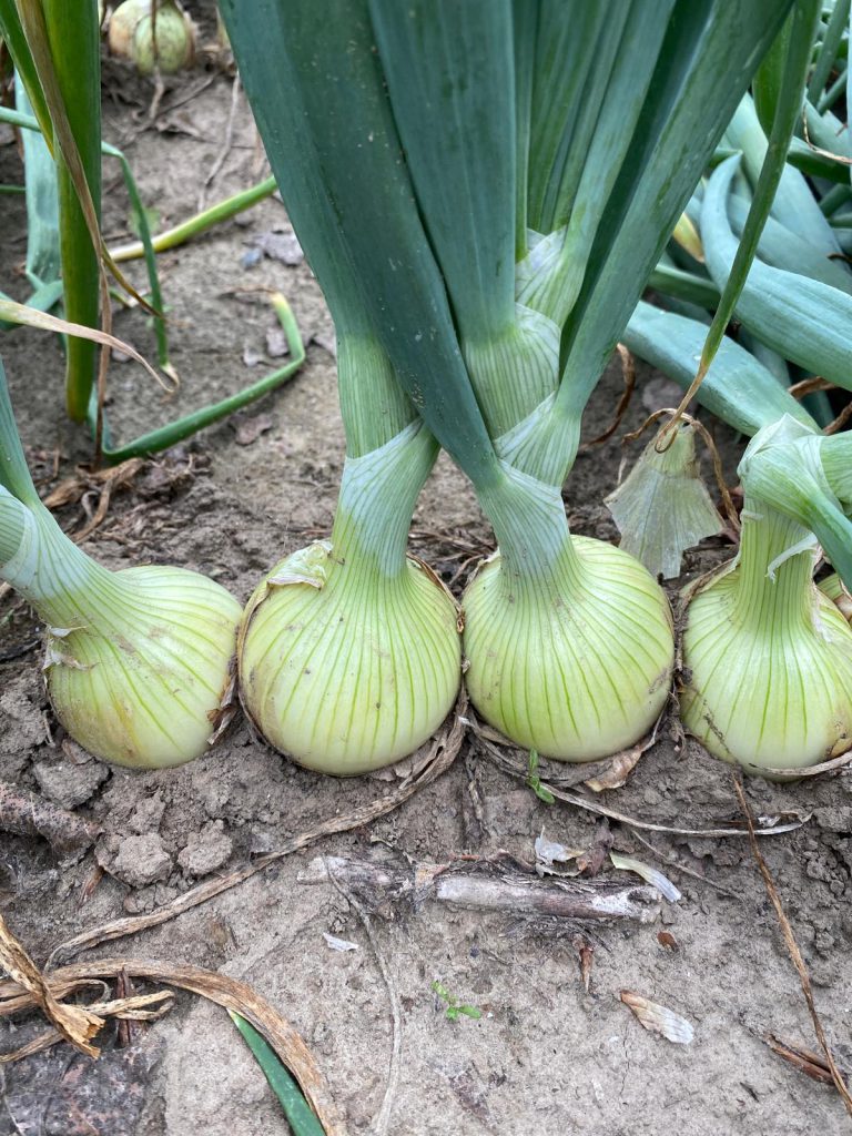 Afbeelding Samen zorgen voor de uienteelt van morgen