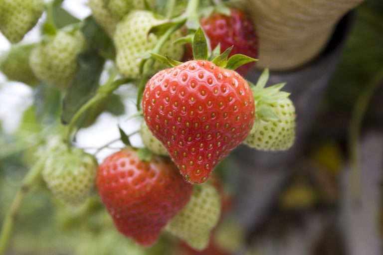 Afbeelding Advieslijst gewasbescherming aardbei