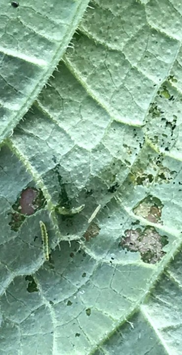 Afbeelding Zo herkent u belangrijke plaaginsecten in komkommer