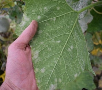 Afbeelding Zo herkent u belangrijke plaaginsecten in komkommer