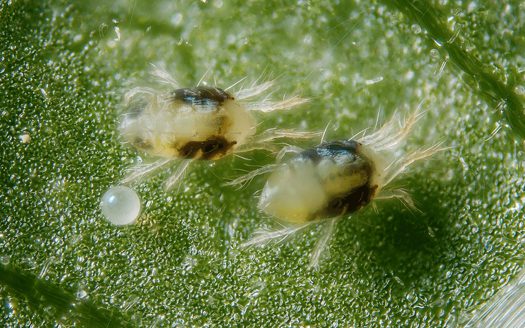 Afbeelding Zo herkent u belangrijke plaaginsecten in komkommer