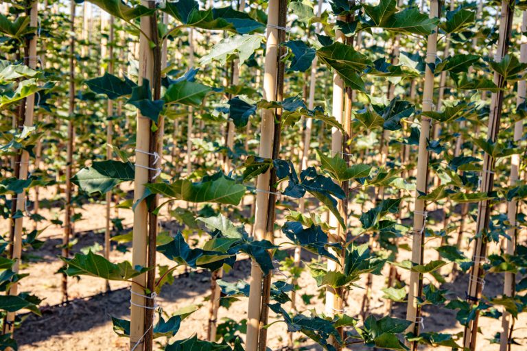 Afbeelding Spuitlicentie Boomkwekerij 25 maart 2026