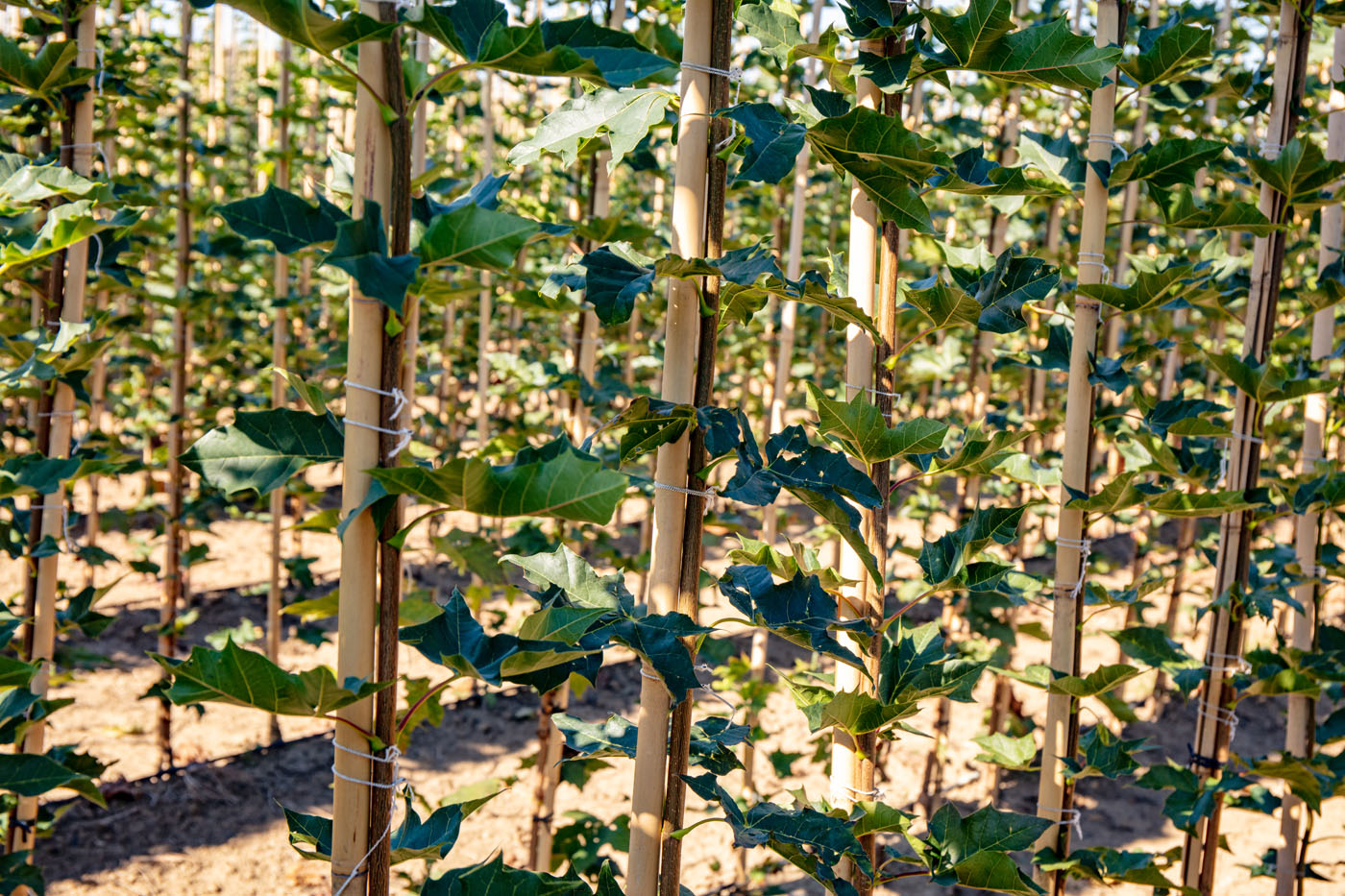 Afbeelding Spuitlicentie Boomkwekerij 25 maart 2026