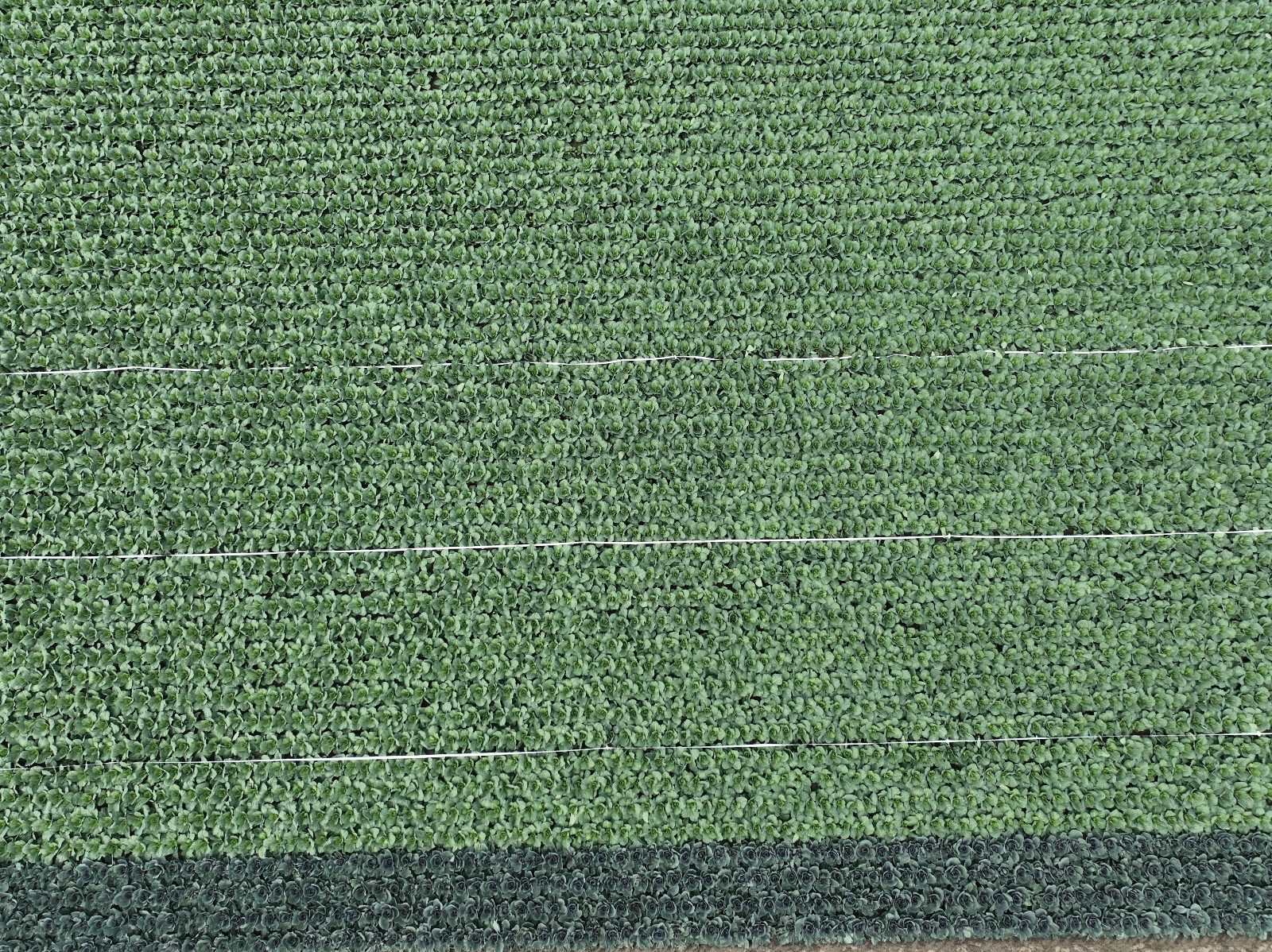 Afbeelding Biologische bestrijders in de akkerbouw