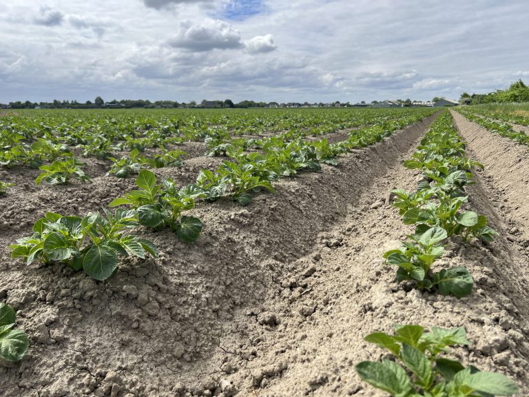 Afbeelding Doelsturing met stikstofbemesting van uw gewassen