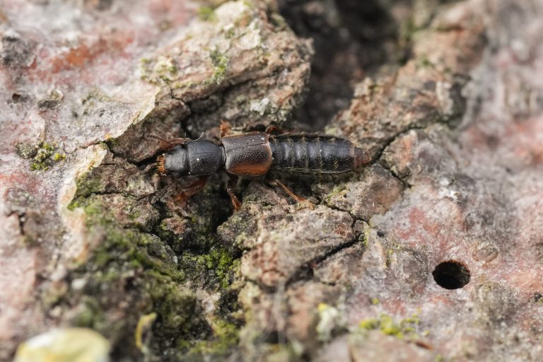 Afbeelding Nuttigen herkennen in de boomgaard