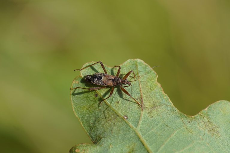 Afbeelding Nuttigen herkennen in de boomgaard